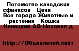 Потомство канадских сфинксов › Цена ­ 15 000 - Все города Животные и растения » Кошки   . Ненецкий АО,Носовая д.